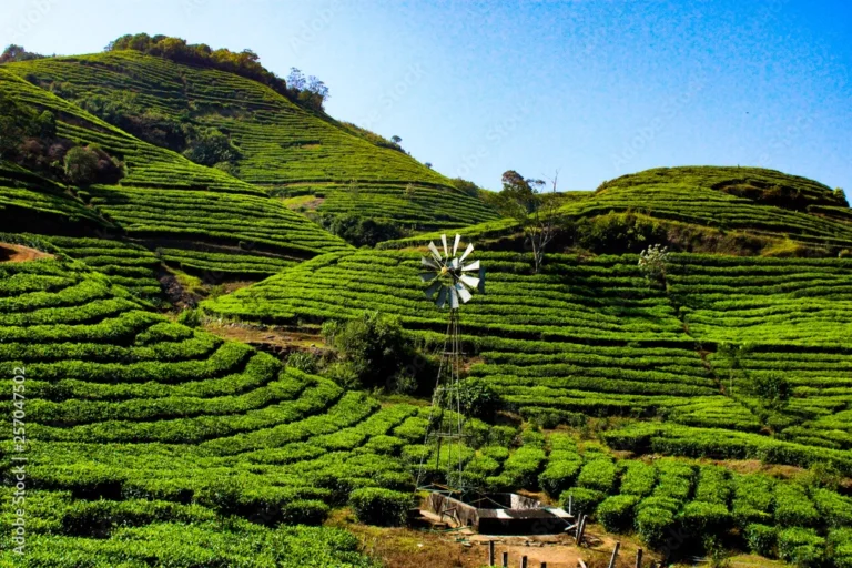 Discovering the Best of Kerala: A Guide to Top Tourist Destinations