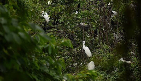 Kumarakom One Day Tour Package