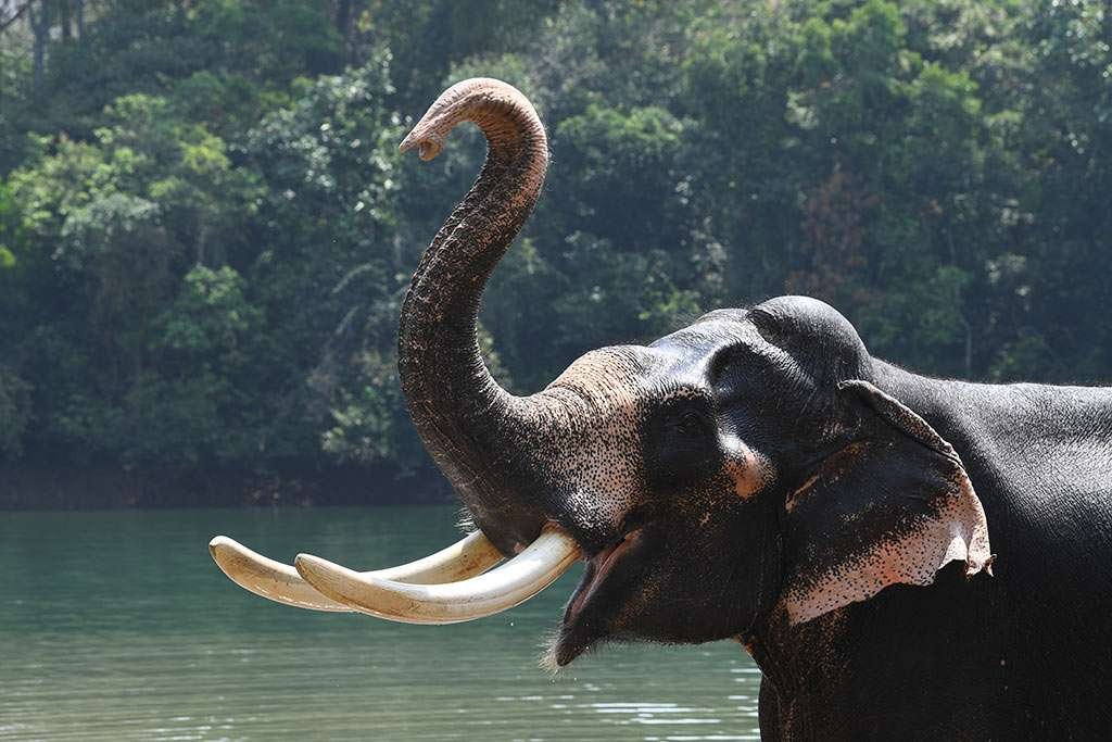 kottoor elephant camp