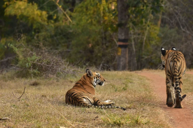 Sathyamangalam Tour Package 4 Days – Tiger Reserve