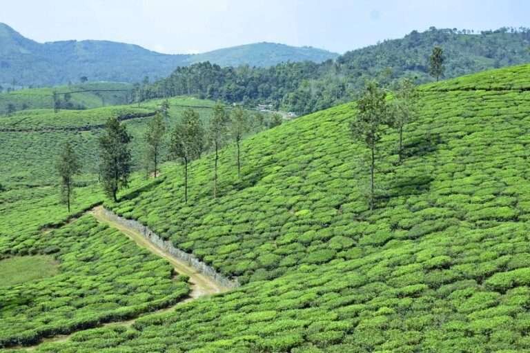 17 Places to Visit in Vagamon, India in 2024 | Best Tourist Places