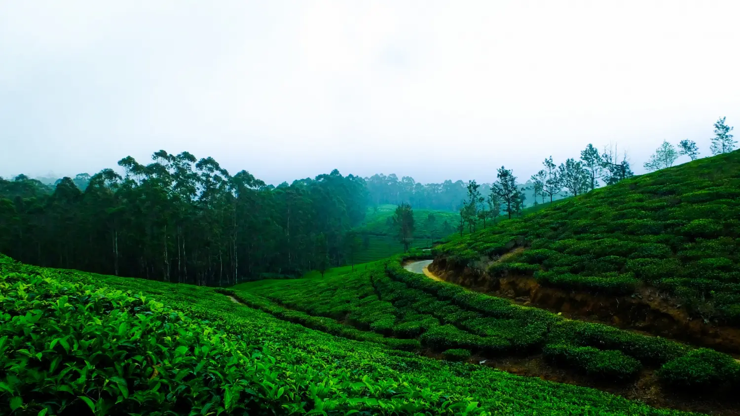 Classic Coonoor Experience (3 Days)