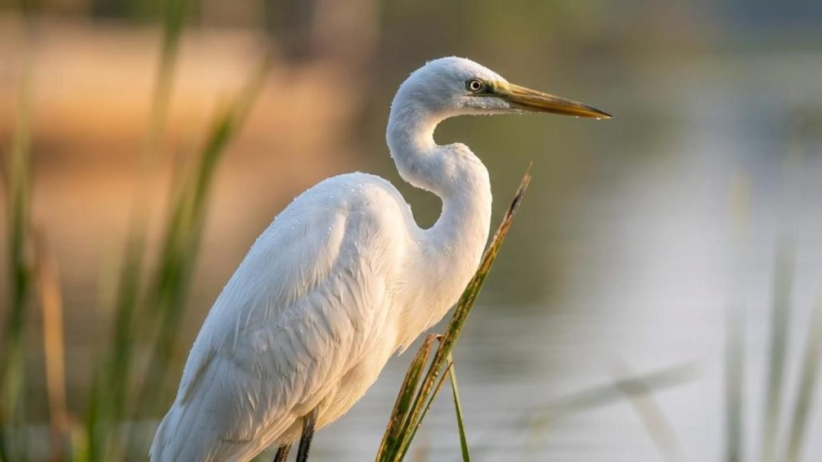 birdwatching in kerala