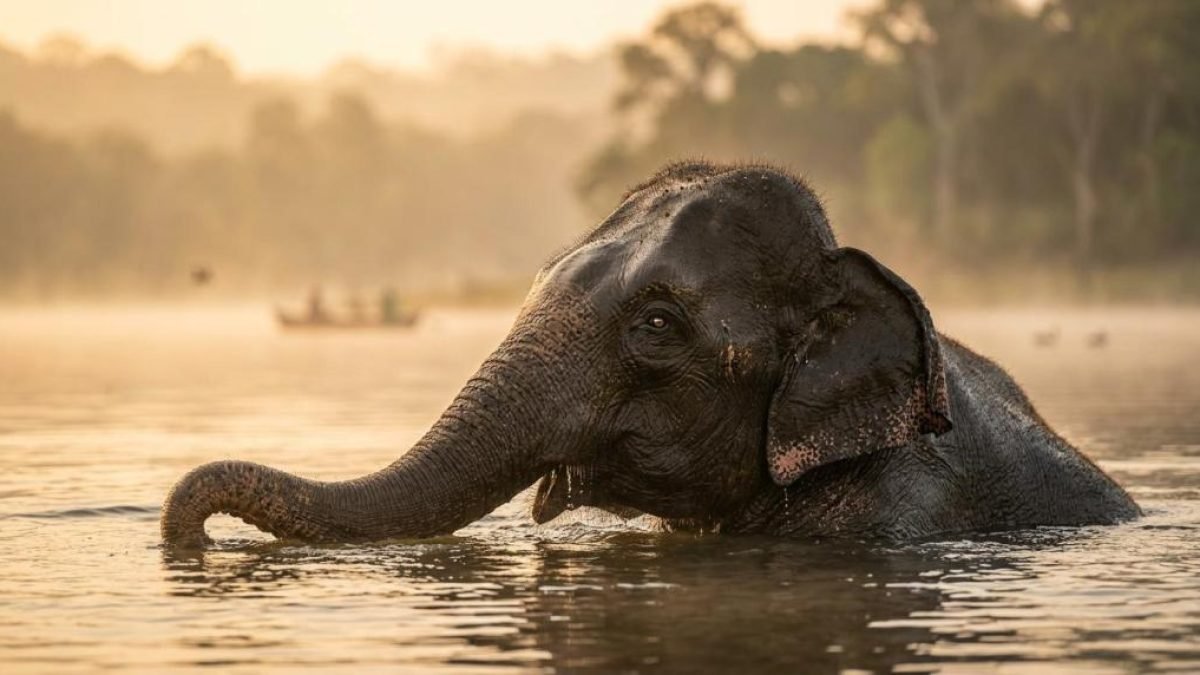 kerala wildlife