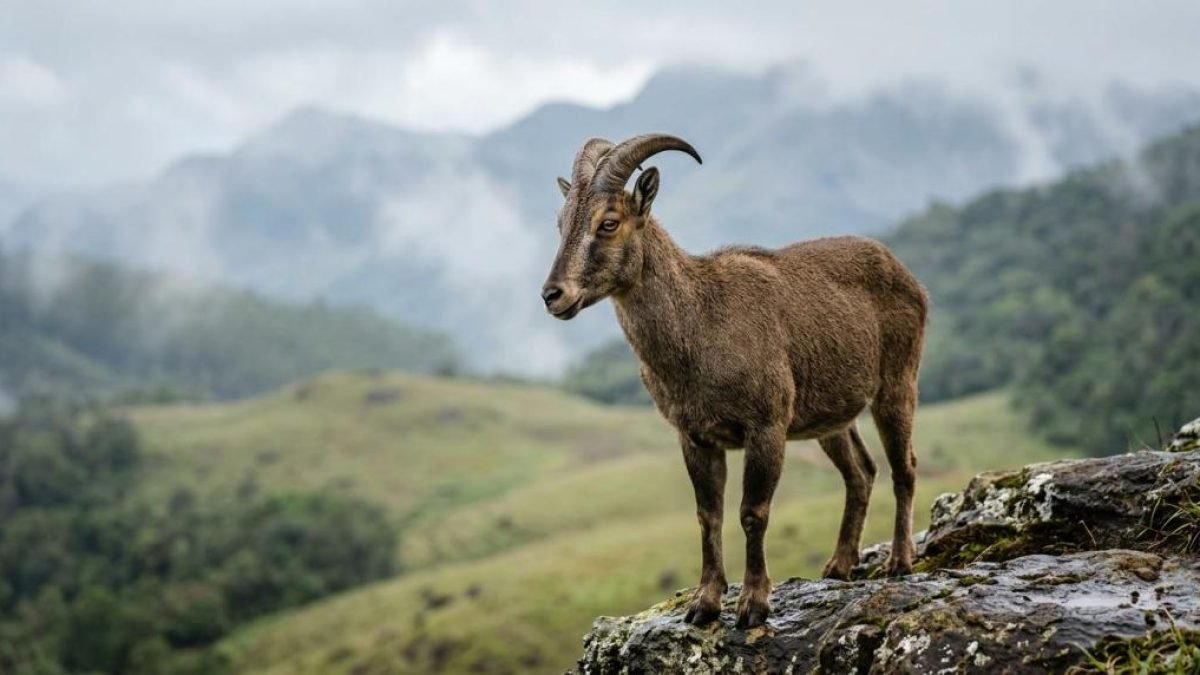 things to see in munnar