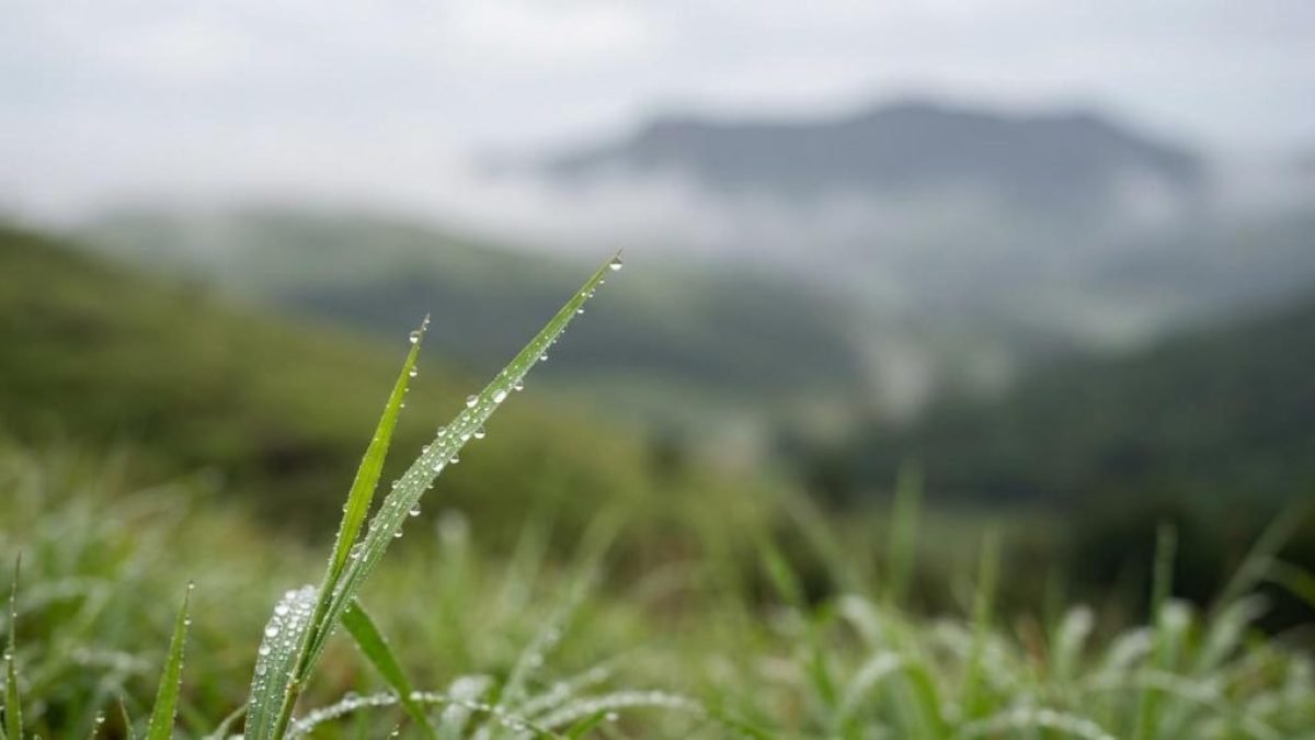 vagamon