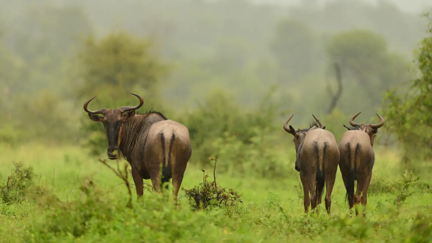 Discover These Top 18 Idukki Tourist Places