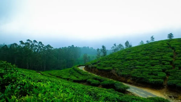 munnar tour package