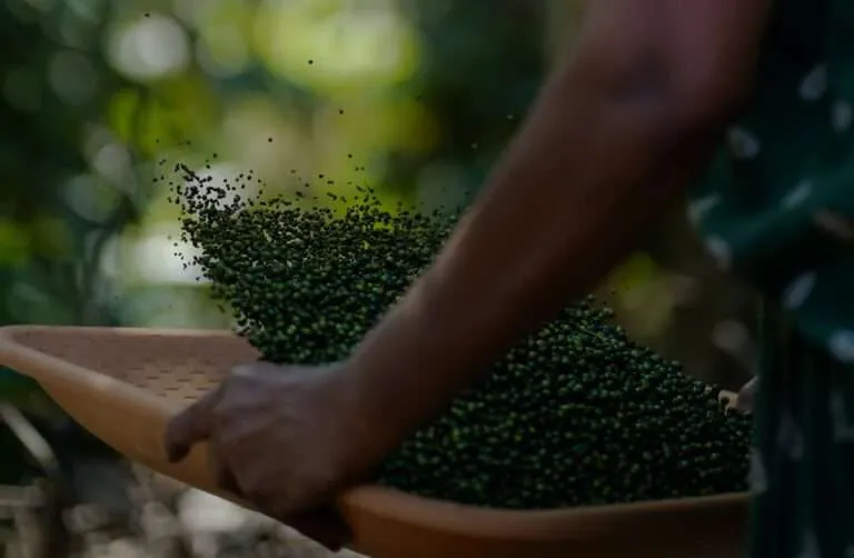 Exploring the Flavors of Kerala: A Journey Through the Spice Plantations