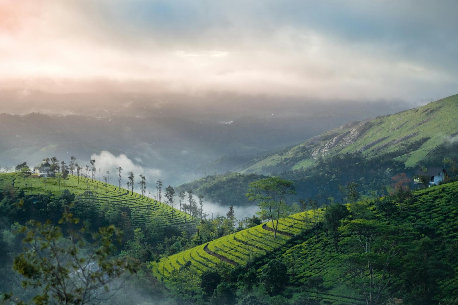 Munnar and Alleppey Packages