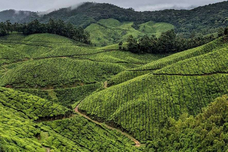 places to visit in munnar,thekkady