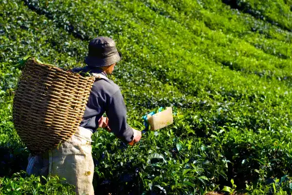 Kerala Tea Trail Itinerary 6 Days