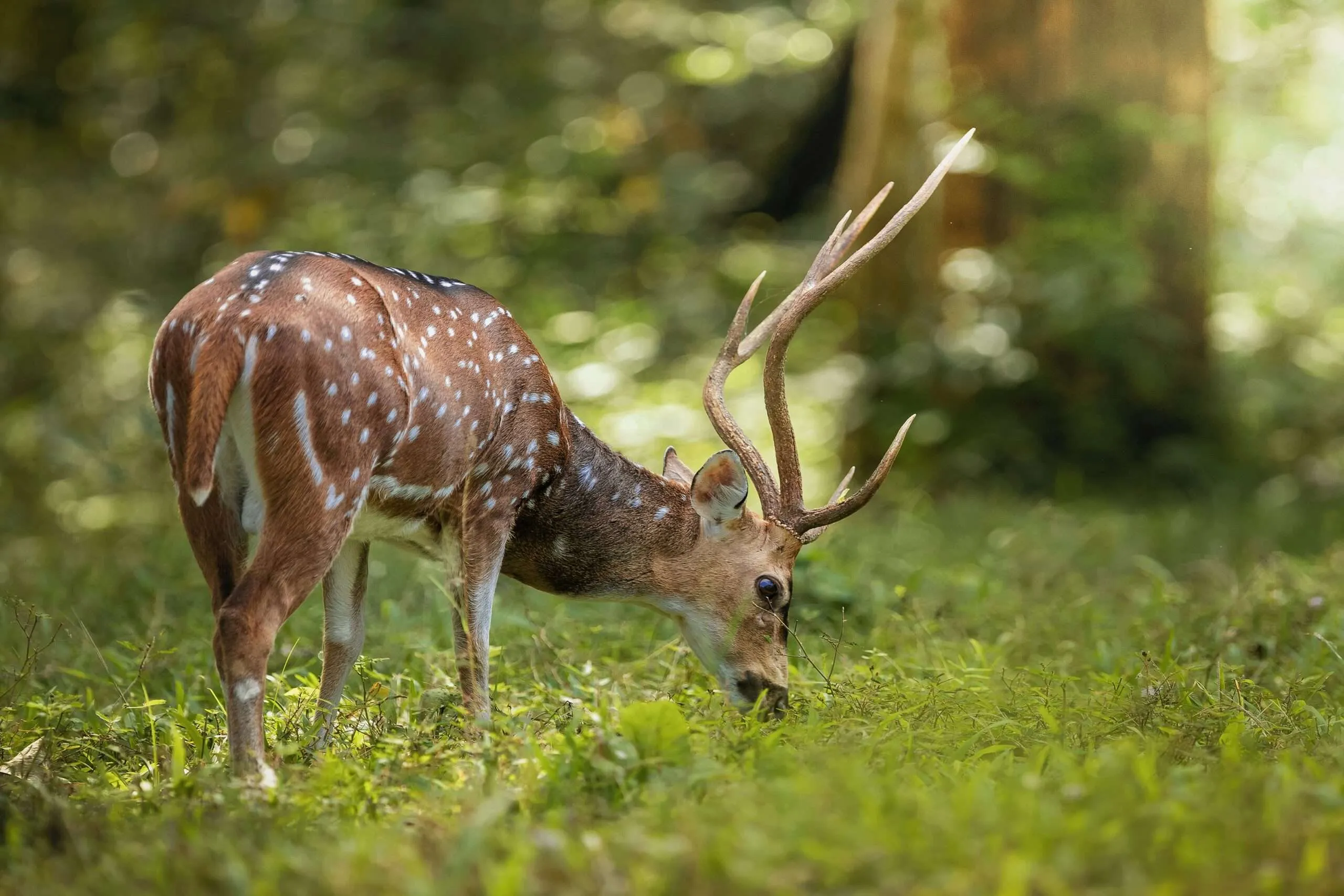 tourist places in idukki