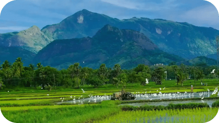 Wayanad Travel Guide 2026: Kerala’s Rising Star for Adventure, Wildlife and Family Travel